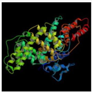 Bovine Serum Albumin (BSA), Fraction V - Standard Grade