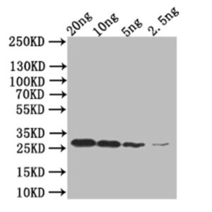 anti-mpt64 antibody :: Rabbit Mycobacterium tuberculosis Immunogenic protein MPT64 Polyclonal Antibody