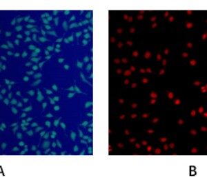 Live and Dead Cell Staining Kit