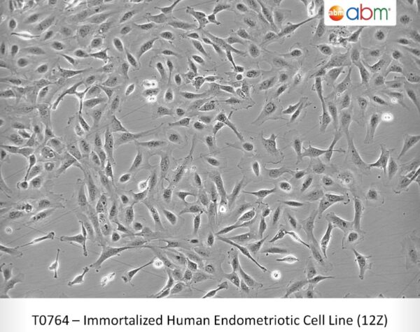 Immortalized Human Endometriotic Cell Line (12Z)