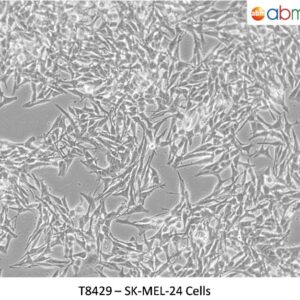 SK-MEL-24 Cells
