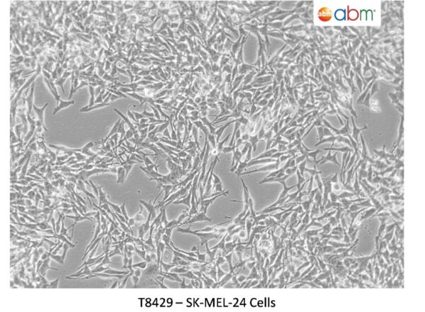 SK-MEL-24 Cells
