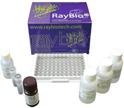 Human C-type Natriuretic Peptide/CNP ELISA